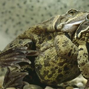 Common Frogs - Mating