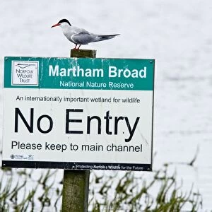 Common Tern - sitting on Nature Reserve "No Entry" sign - Martham Broad - Norfolk - UK