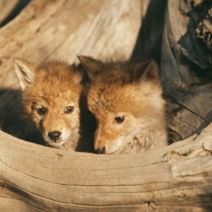 Coyote WAT 4548 2 cubs Canis latrans © M. Watson / ardea. com