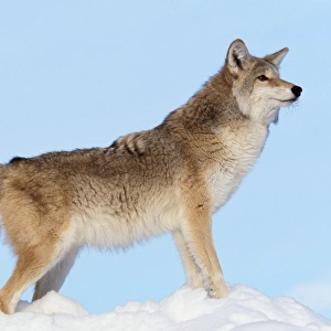 Coyote WAT 6335 Canis latrans © M. Watson / ardea. com