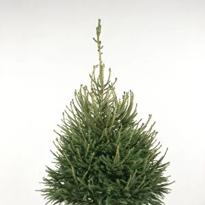 Cristmas Tree - Norway spruce variety