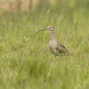 Curlew - On the alert in grassland - Norfolk UK