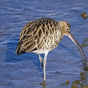 Curlew - with catch - Hayle Estuary - Cornwall - UK