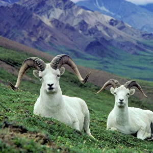 Thinhorn Sheep