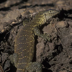 Nile Monitor Lizard