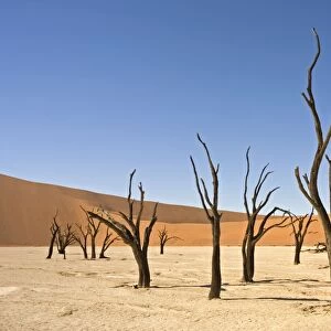 Dead Vlei Trees. Sossus Vlei - Namib Desert, Namibia, Africa