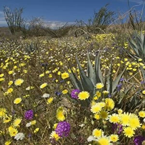 Desert Dandelions, Sand Verbenas (Abronia villosa), Ocotilos (Fouquieria splendens), Century Plants and Wild Heliotrope in spring - (Phacelia distans), (Agave parryi), Anza Borrego Desert State Park - California - USA