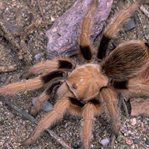 Desert Tarantula - female Arizona, USA