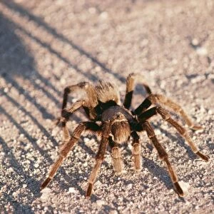 Desert Tarantula Spider FG 4222 South West Desert, USA. Aponopelma chalcodes © Francois Gohier / ARDEA LONDON