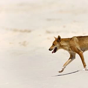 Dingo - female adult strolling along a sandy beach - Fraser Island World Heritage Area, Great Sandy National Park, Queensland, Australia