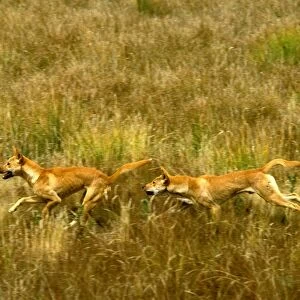Dingo - pair running in open grassland, Southern New South Wales, Australia JPF19005