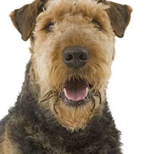 Dog - Airedale Terrier