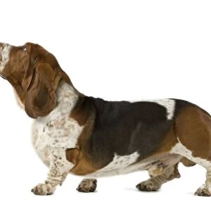 Dog - Basset Hound