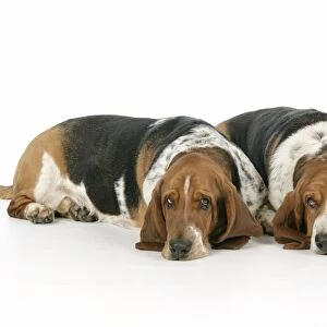 DOG. Basset hounds lying down together
