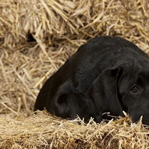 DOG - Black labrador sitting in straw