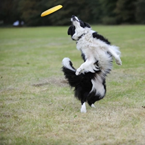 DOG. Border collie playing with frisbee