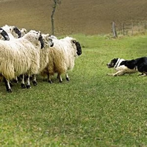 Dog - Border collie rounding up black-faced sheep in field