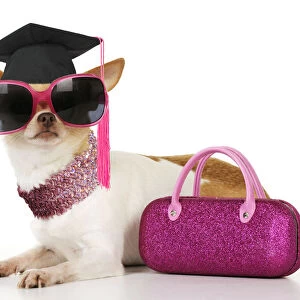 DOG Chihuahua wearing sunglasses with pink bag and a graduation cap