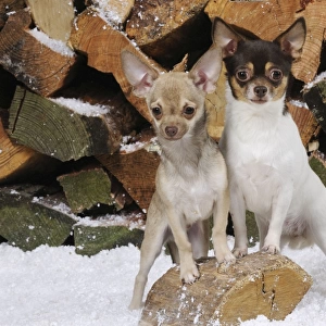 DOG. Chihuahuas in front of logs in snow