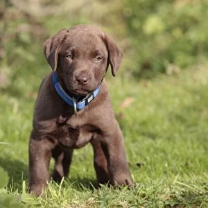 Dog - Chocolate Labrador - puppy outside. Bewdley Worcs UK