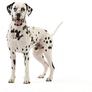 Dog - Dalmatian
