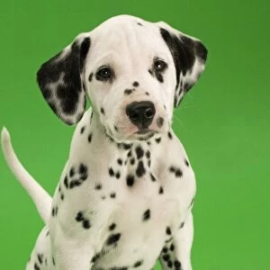 Dog - Dalmatian puppy