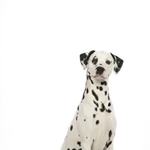 DOG - Dalmatian sitting