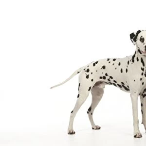 DOG - Dalmatian standing