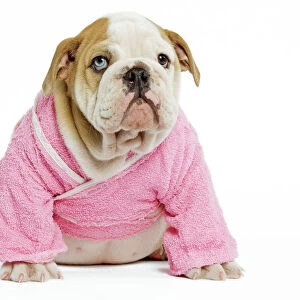Dog - English Bulldog - puppy dressed up in pink dressing gown in studio