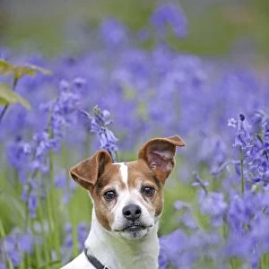 Dog - Jack Russell - in bluebell wood 007340