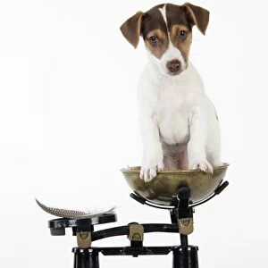 Dog - Jack Russell Terrier puppy on scales with a feather