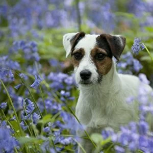 DOG - Jack russell terrier standing in bluebells
