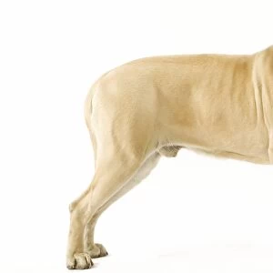 Dog - Mastiff