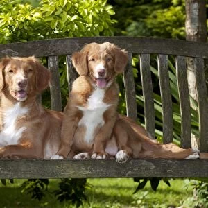 DOG - Nova scotia duck tolling retriever and 12 week old puppy sitting on garden bench