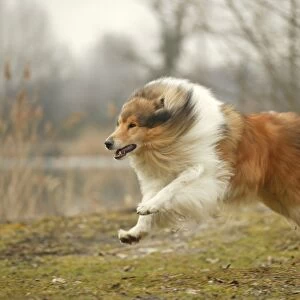 Dog - Rough Collie - running
