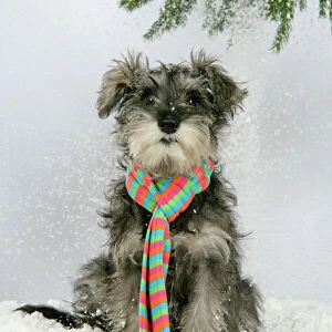 DOG. Schnauzer puppy in snow wearing scarf