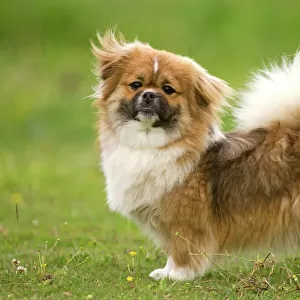 Dog - Tibetan Spaniel