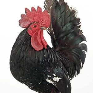 Domestic Chicken Nagasaki breed