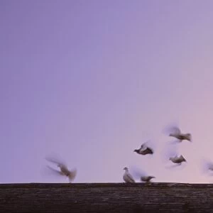 Doves flutter above roofline against dawn or dusk sky one stands still