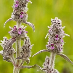 Downy Woundwort - very rare in UK
