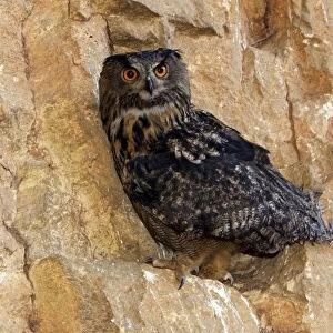 Eagle Owl Order: Strigiformes Family : Strigides