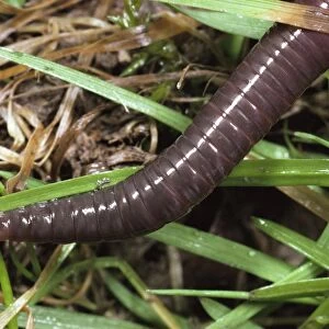 Earthworm - head in close up, UK
