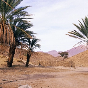 Egypt - Palm trees near ancient water-well. Mountains in Arabian desert approx. 50 km from Hurghada town (Red sea shore); Egypt, evening. January Eg. 0022