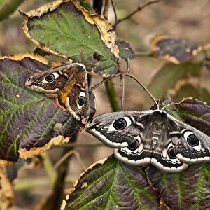 Emperor Moth - male and female - resting on bramble leaf - Lincolnshire - UK