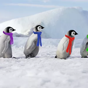 Emperor Penguins. 6 young ones walking in a line wearing scarves. Snow hill island Antarctica Digital Manipulation: added penguns to right & scarves