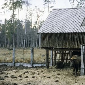 European Bison - a shelter and feeding place inside a corral - Bialowieza Nature Park - Belorussia - Spring Bl31. 0573