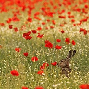 European / Brown Hare - in poppy field