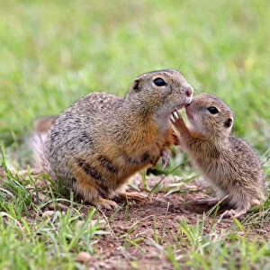 European Ground Squirrel / Souslik - mother with young - Austria