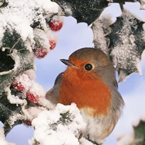 European ROBIN - perched in snow