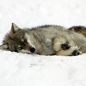 European Wolf - 2 animals sleeping in snow, winter Bavaria, Germany